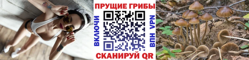 Купить  Торжок  Галлюциногенные грибы Magic Shrooms 
